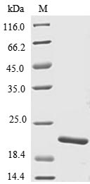 Zebrafish tnfb protein