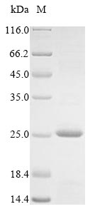 Animal Crassostrea gigas A-kinase anchor protein 7 isoform X2 protein