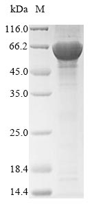 Yeast AO440_004758 protein