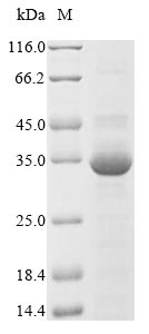 Reptile Agkistrodon contortrix contortrix Thrombin-like enzyme contortrixobin protein