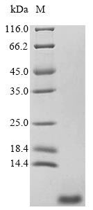 Reptile Bitis gabonica Thrombin-like enzyme gabonase protein