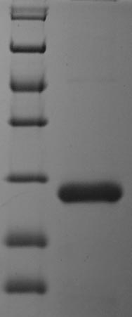 Bacteria fim3 protein