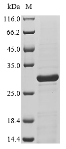 Primate IL11 protein