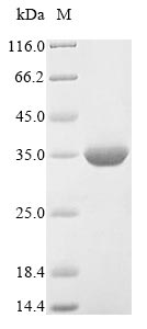 Plant WAXY protein