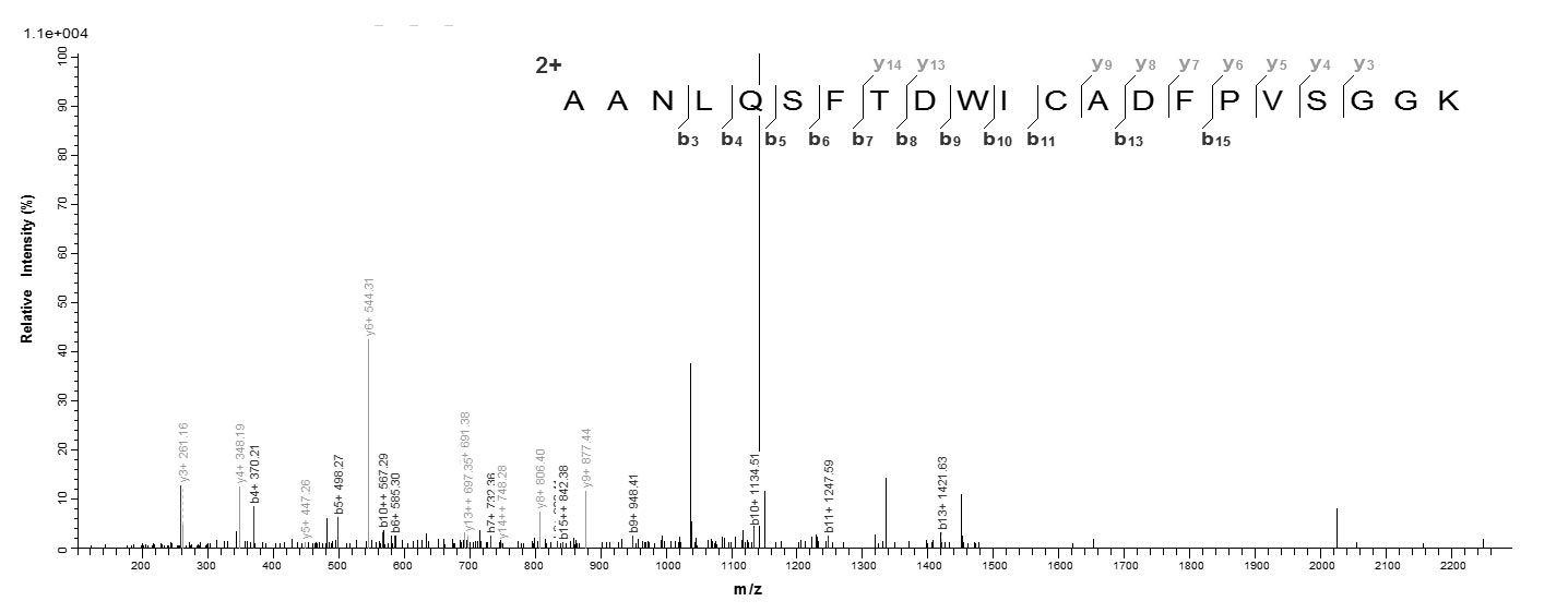 Bacteria dltA protein