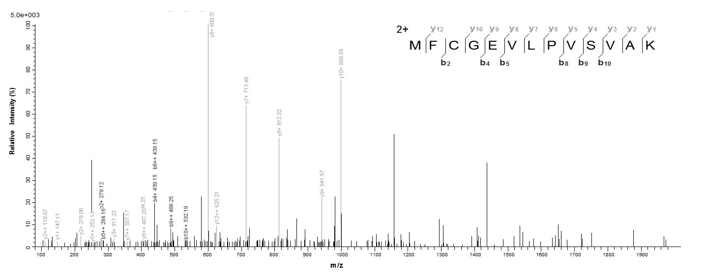 Bacteria dltA protein