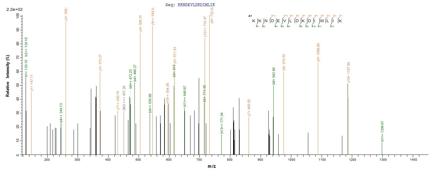 Reptile TLF1 protein