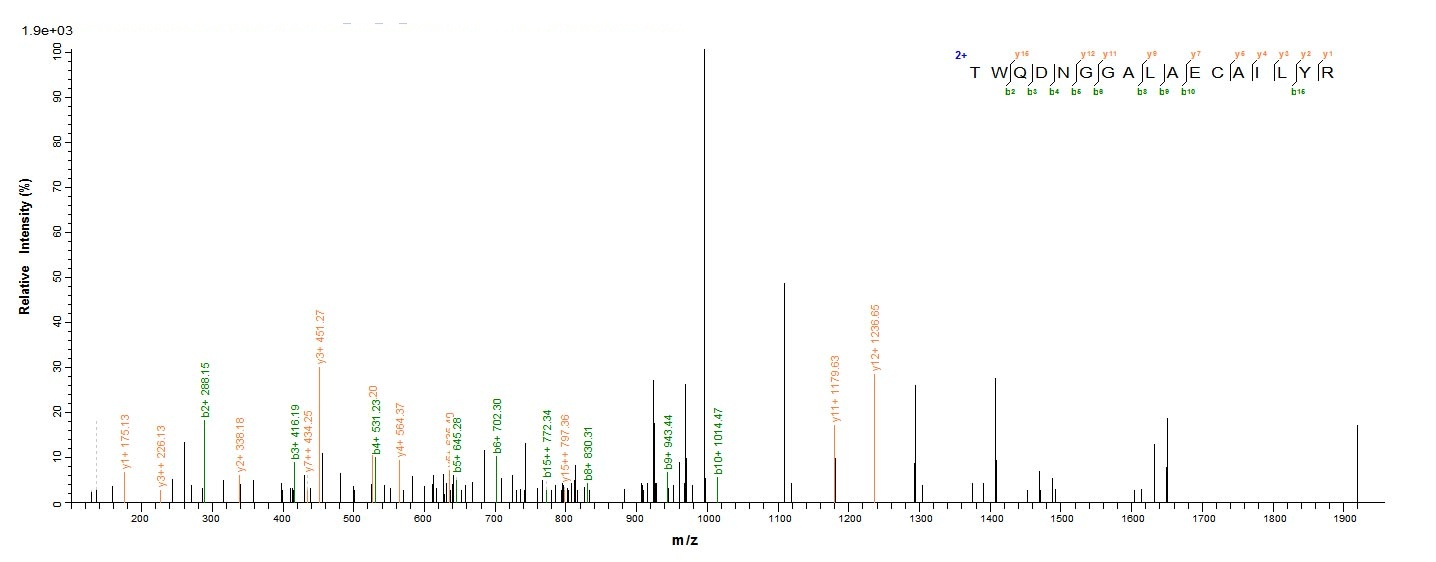 E. coli uvrD protein