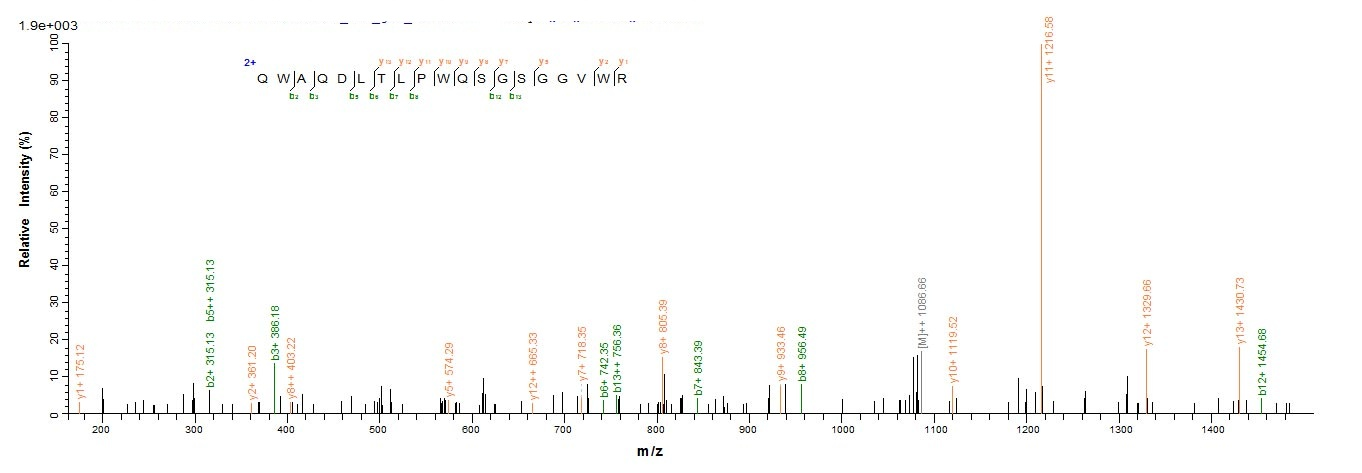 Virus Yellow fever virus Genome polyprotein protein
