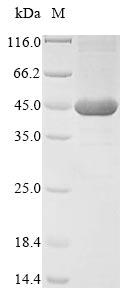 Bacteria nadA protein