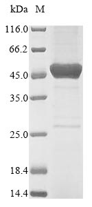 Bacteria nadA protein