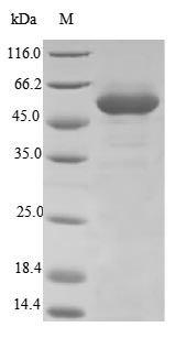 Plant UGT71C1 protein
