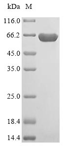 Human ME3 protein