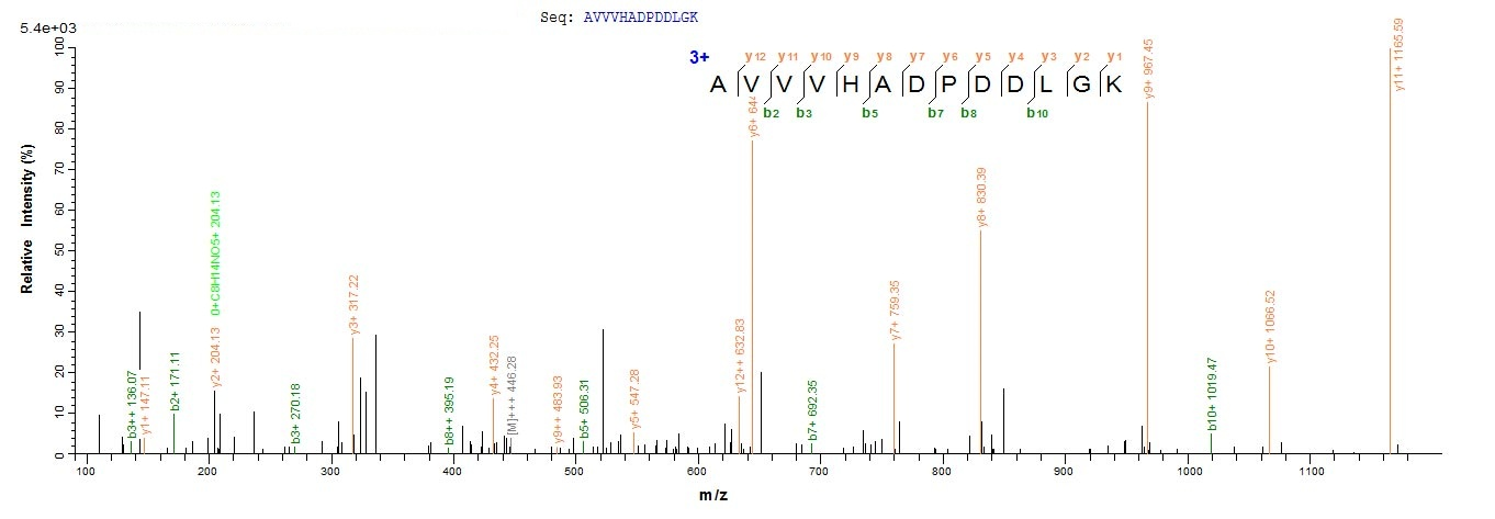 Fungi sodC protein