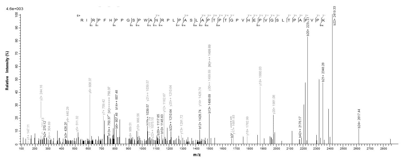 Virus BRLF1 protein