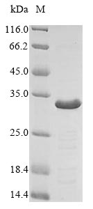 Mouse Adipoq protein