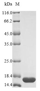 Bacteria mazF protein