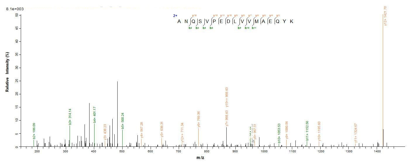 Human DDX53 protein