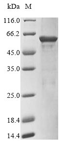 Mouse Rbfox3 protein