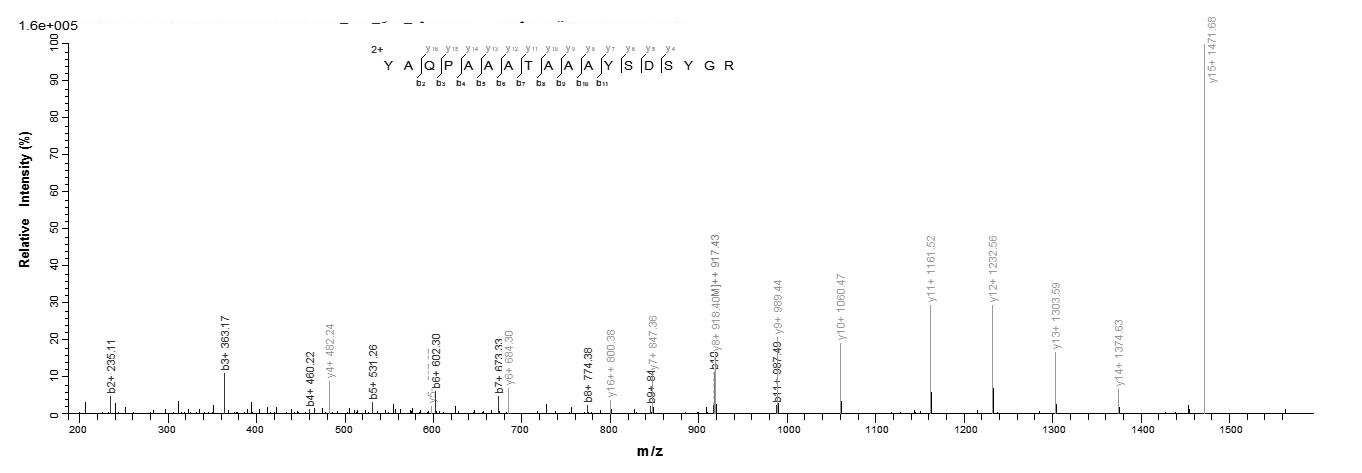 Mouse Rbfox3 protein