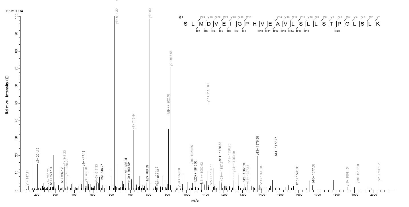 Mouse Il34 protein