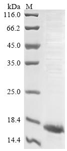 Human GDF15 protein