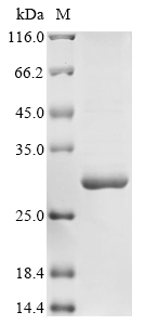 Rat Il11 protein