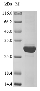 Bacteria ffp protein
