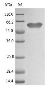 Plant UGT78D1 protein