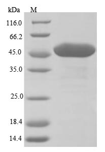 Plant UGT89C1 protein