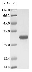Yeast RPB5 protein