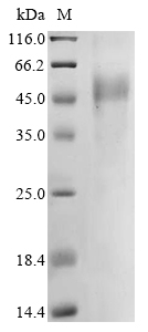 Human CD19 protein