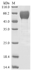 Human CD28 protein