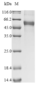 Mouse Gfra1 protein