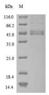 Human MIF protein