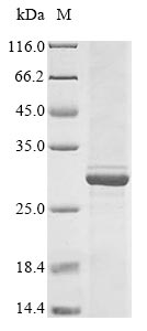 Human RHD protein