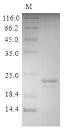 Bovine Odorant-binding protein protein