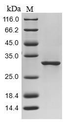 Bacteria fno protein