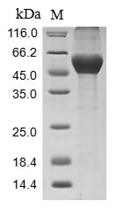 Mouse Serpina3n protein