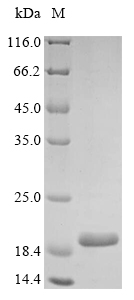 Human IL1 alpha protein