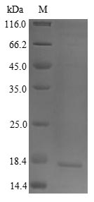 Sheep IL4 protein