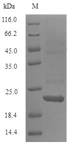 Mouse Ms4a1 protein