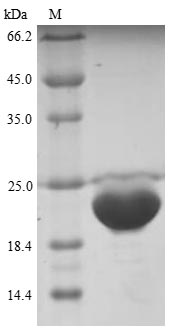 Bovine Odorant-binding protein protein