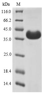 Bovine Odorant-binding protein protein