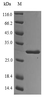 Bovine Odorant-binding protein protein
