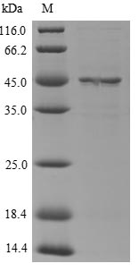 Mouse Serpina3n protein