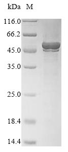 Plant UGT78D1 protein