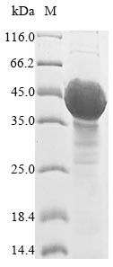 Plant UGT89C1 protein