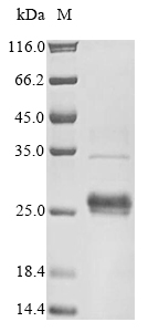 Human ISCU protein
