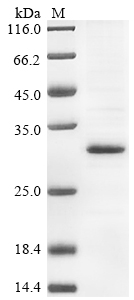 Rat TGF beta 1 protein